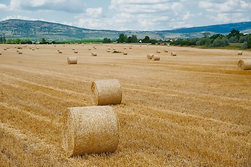 Image showing Agricultural field with bales