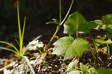 Image showing Plants in the forest