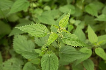 Image showing Nettle