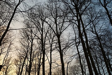 Image showing Bare trees