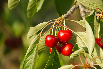 Image showing Cherry fruit closeup