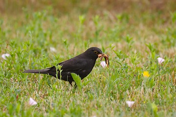 Image showing Blackbird eating worms