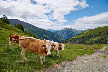 Image showing Cows grazing on the hillside