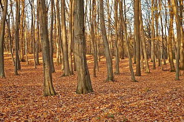 Image showing Autumn Forest Detail