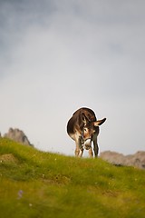 Image showing Grazing Donkey i