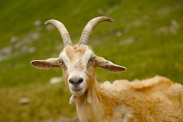 Image showing Goat in the Alps