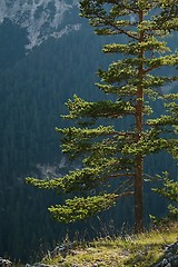 Image showing Pine tree detail