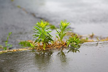 Image showing Weed growing pavement cracks