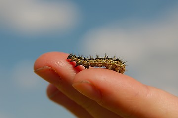 Image showing Caterpillar crawling on fingers