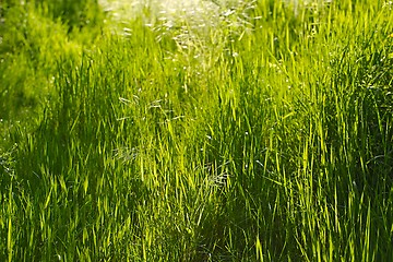 Image showing Green Grass Field