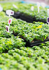 Image showing close up of seedlings in farm greenhouse