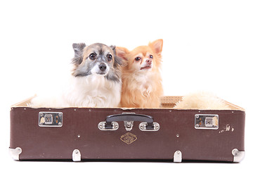 Image showing two chihuahua dogs in the suitcase