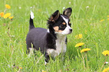 Image showing chihuahua in the grass