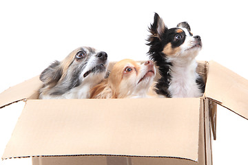 Image showing three chihuahua in the paper box