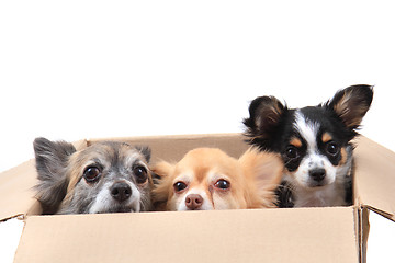 Image showing three chihuahua in the paper box