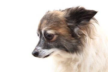 Image showing head of sweet chihuahua