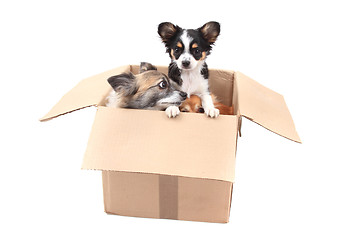 Image showing three chihuahua in the paper box