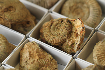 Image showing ammonite fossil texture