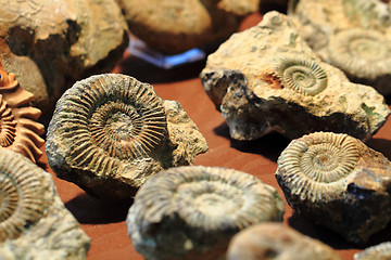 Image showing ammonite fossil texture