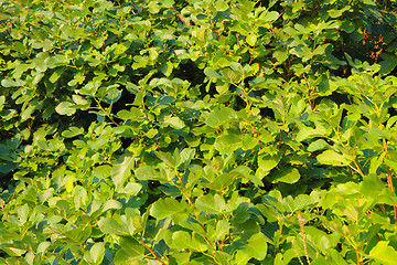 Image showing green figs plant