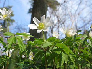 Image showing Wood anemone