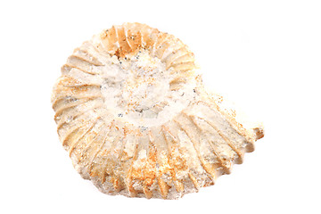 Image showing ammonite fossil isolated