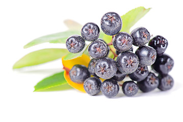 Image showing Macro shot of chokeberry