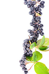 Image showing Row of aronia berries for border or frame