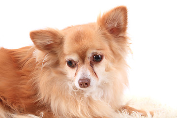 Image showing head of sweet chihuahua