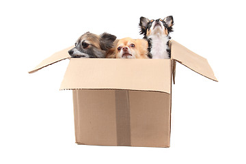 Image showing three chihuahua in the paper box