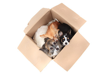 Image showing three chihuahua in the paper box