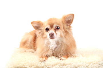 Image showing chihuahua is resting