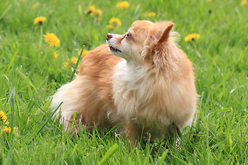 Image showing chihuahua in the grass