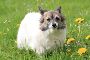 Image showing chihuahua in the grass