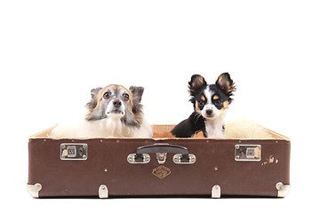 Image showing two chihuahua dogs in the suitcase