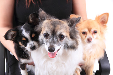 Image showing three chihuahua dogs are resting