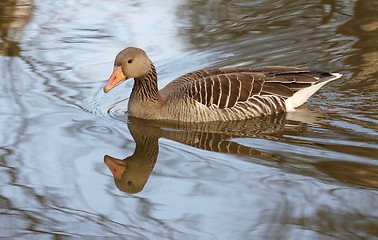 Image showing Greylag Goose.