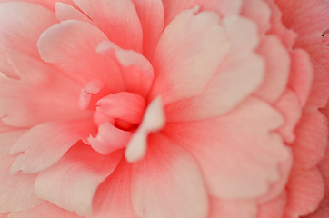 Image showing Bright pink Japanese camellia flower in bloom