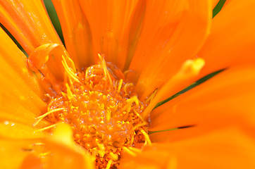 Image showing Beautiful flower in a meadow