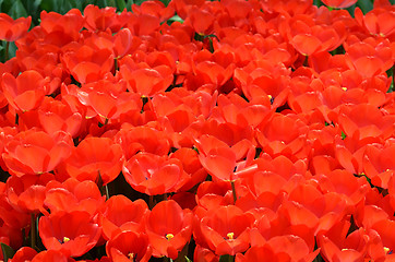 Image showing Beautiful close up of tulips in Gardens by the Bay in Singapore