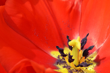 Image showing Beautiful close up of tulips in Gardens by the Bay in Singapore