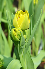 Image showing Tulips in spring