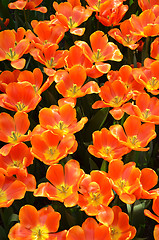 Image showing Beautiful of tulips