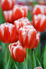 Image showing Beautiful of tulips