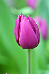 Image showing Beautiful of tulips