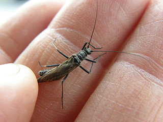 Image showing insect,insekt