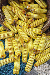 Image showing Corn