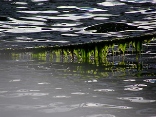 Image showing grønske,green weed