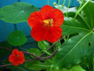 Image showing Nasturtium Flower