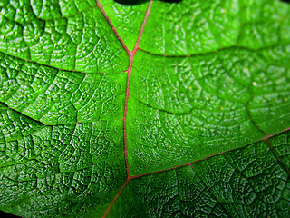 Image showing Leaf Background